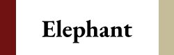 elephant dream number, elephants dream, dead elephant dream, killing an elephant dream